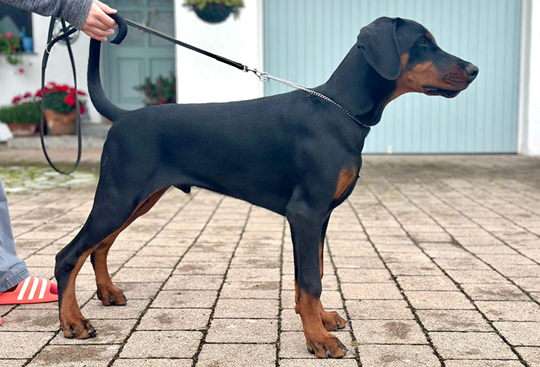 Kwaito vom Residenzschloss