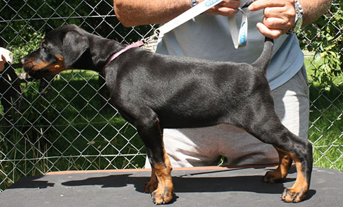 Mick vom Illerdamm -  7 weeks