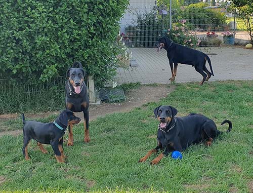 Freaky Styley von Hohenzollern, Mick vom Illerdamm, Tahi-r&eacute;me Jamila and Kwaito vom Residenzschloss