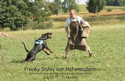 Freaky Styley von Hohenzollern - in training